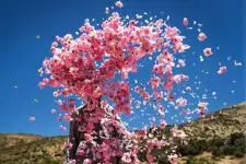 شهر گل و گلاب کاشان و نیاسر 20 اردیبهشت