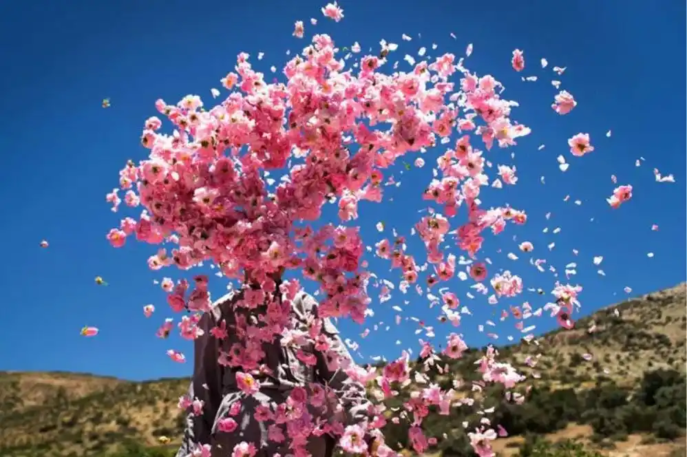 شهر گل و گلاب کاشان و نیاسر 20 اردیبهشت